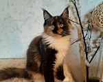 Кошки в Оленегорске: Мейн-кун кошечка, 15 000 руб. - фото 1