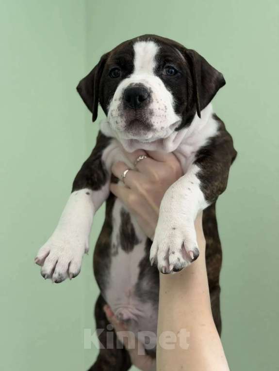 Собаки в Волхове: Продам щенка амстафф, американский стаффордширский терьер Мальчик, 80 000 руб. - фото 4