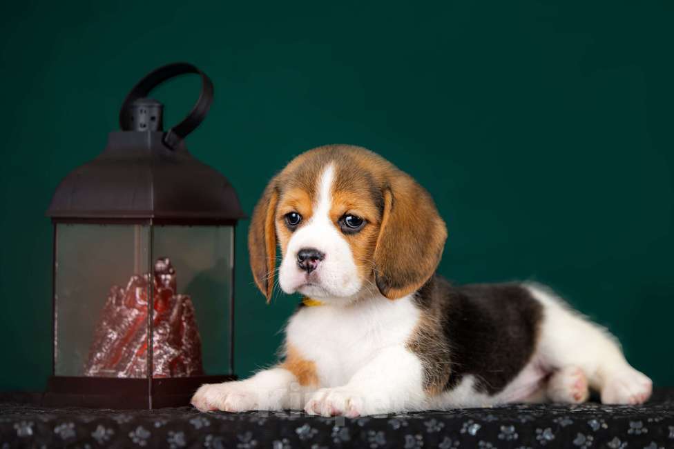 Собаки в Москве: Щенок Бигля питомник РКФ Мальчик, 70 000 руб. - фото 6