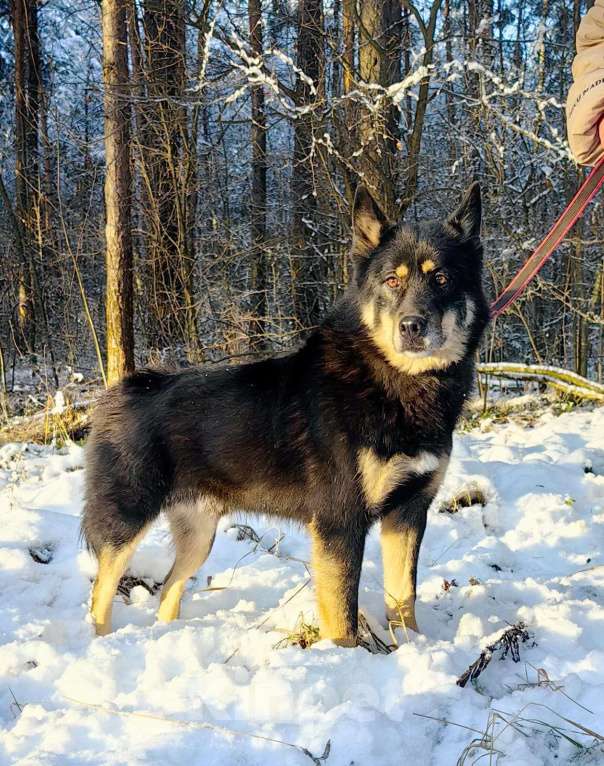 Собаки в Балашихе: Джейсон спасен из ужаса и хочет быть любимым другом Мальчик, Бесплатно - фото 3