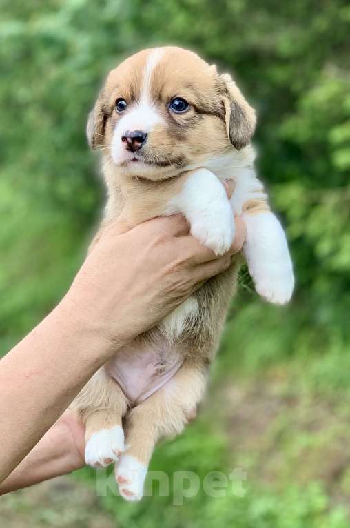 Собаки в Москве: Красивый рыже- белый мальчик корги Мальчик, 60 000 руб. - фото 8