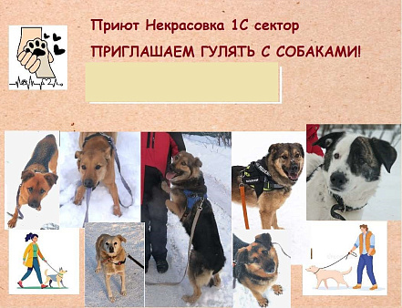 Приглашаем гулять с собаками в приют Некрасовка!