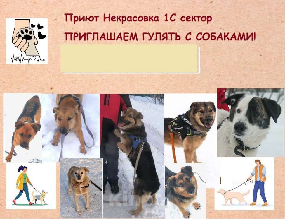 Собаки в Москве: Приглашаем гулять с собаками в приют Некрасовка! Разнополые, Бесплатно - фото 1