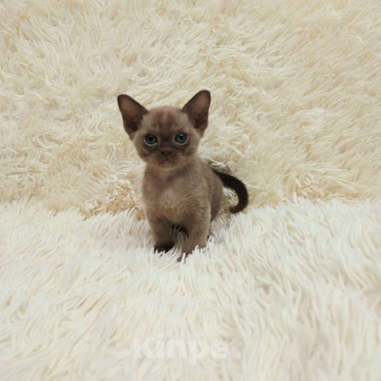 Кошки в Волгограде: Бурманская кошечка Девочка, 80 000 руб. - фото 3