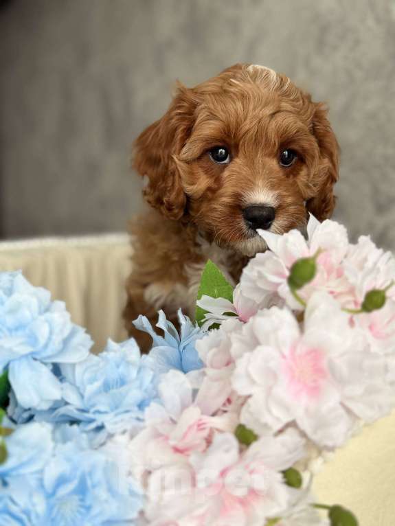 Собаки в Москве: Кавапу щенок Мальчик, Бесплатно - фото 1