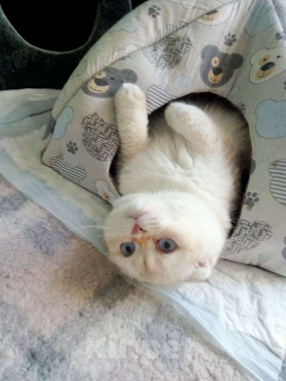 Кошки в Москве: Уютный вислоухий пухляш котик Эхнатон Мальчик, Бесплатно - фото 2