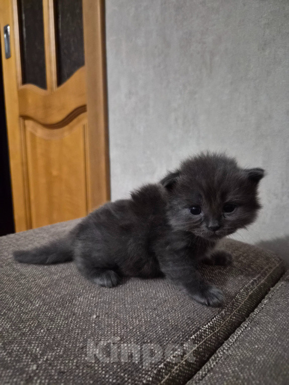 Кошки в Армавире: Продаю котят Мальчик, 5 000 руб. - фото 8
