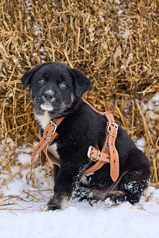 щенок Веня ищет семью