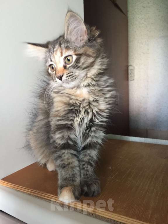 Кошки в Санкт-Петербурге: сибирский котенок черепашка Девочка, 45 000 руб. - фото 2