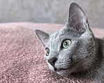 Кошки в Москве: Котята русской голубой Мальчик, Бесплатно - фото 9
