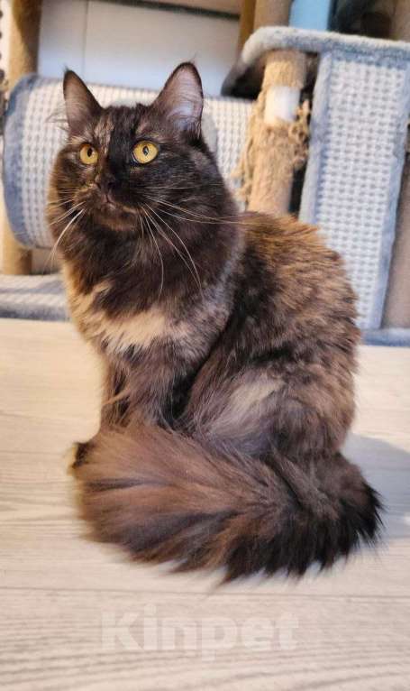 Кошки в Дзержинском: шикарная кошка ищет дом Девочка, Бесплатно - фото 1