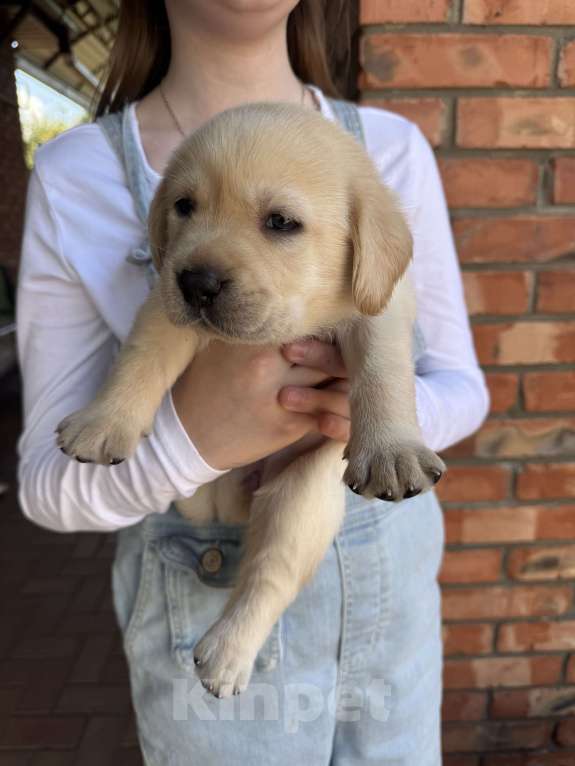 Собаки в других городах Краснодарского края: Щенки палевого окраса Девочка, 25 000 руб. - фото 4