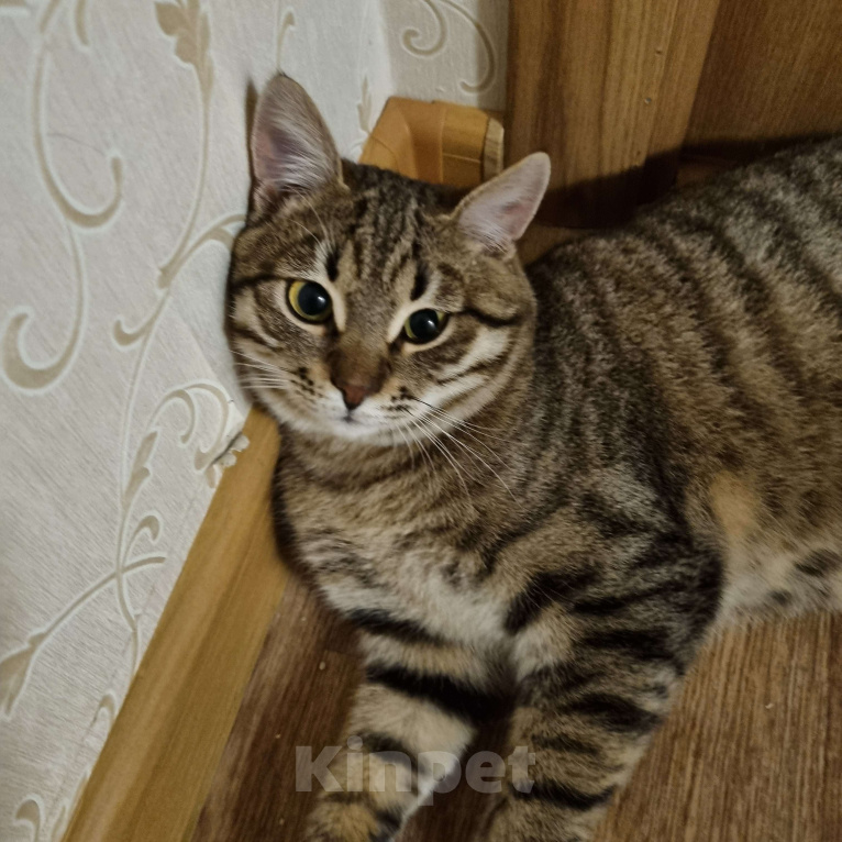 Кошки в Москве: Котенок, Мальчик Мальчик, Бесплатно - фото 2
