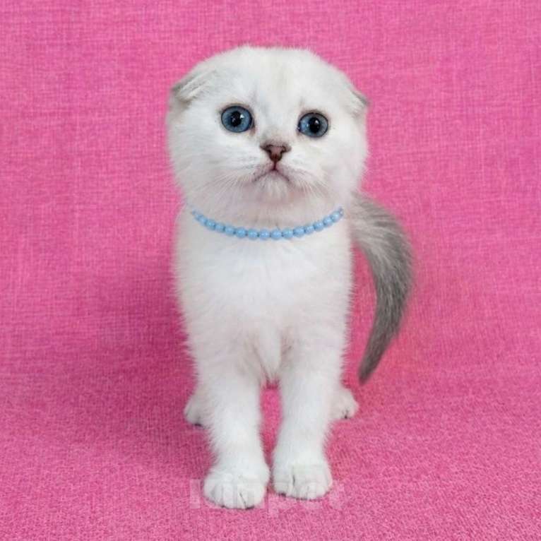 Кошки в Миассе: Девочка скоттиш фолд с голубыми глазами Девочка, 35 000 руб. - фото 4