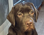 Собаки в Суворове: Продается щенок лабрадора Девочка, 40 000 руб. - фото 1
