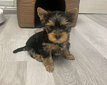 Собаки в Москве: Щенки йоркширского терьера  Мальчик, 30 000 руб. - фото 1