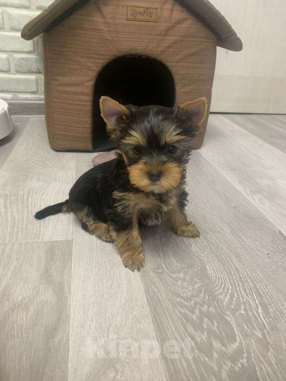 Собаки в Москве: Щенки йоркширского терьера  Мальчик, 30 000 руб. - фото 1