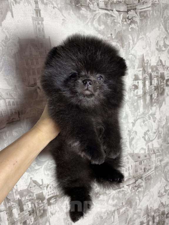 Собаки в Москве: Померанский шпиц  Девочка, 40 000 руб. - фото 5