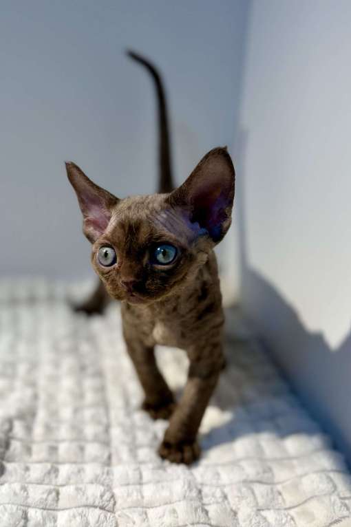 Кошки в Москве: Котята Девон-Рекс Девочка, 120 000 руб. - фото 1