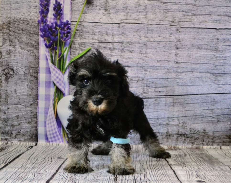 Собаки в Ореховом-Зуево: Мальчики  Мальчик, 50 000 руб. - фото 2