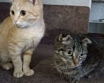 Кошки в Тюмени: Котята в хорошие руки Мальчик, Бесплатно - фото 1