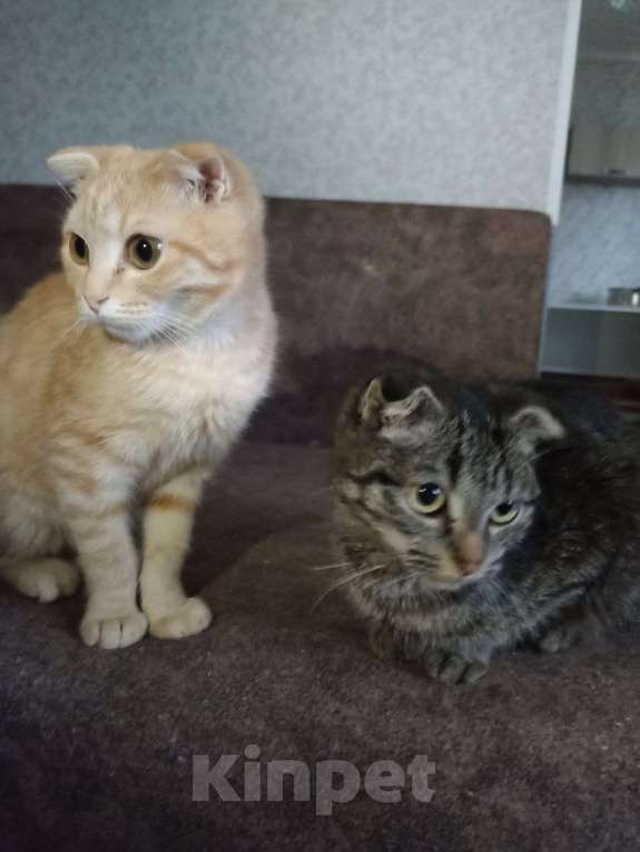 Кошки в Тюмени: Котята в хорошие руки Мальчик, Бесплатно - фото 1
