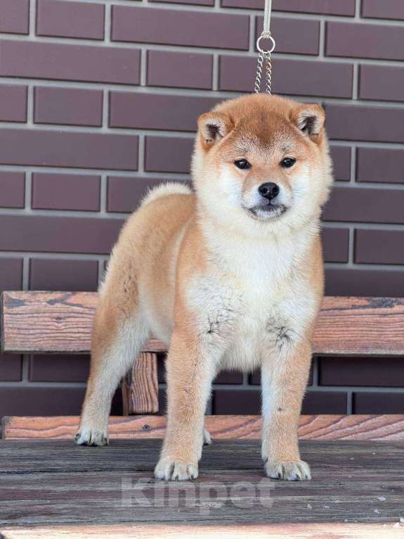 Собаки в Москве: Сиба-ину мальчик Мальчик, 50 000 руб. - фото 1