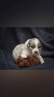 Австралийская овчарка щенок мраморный