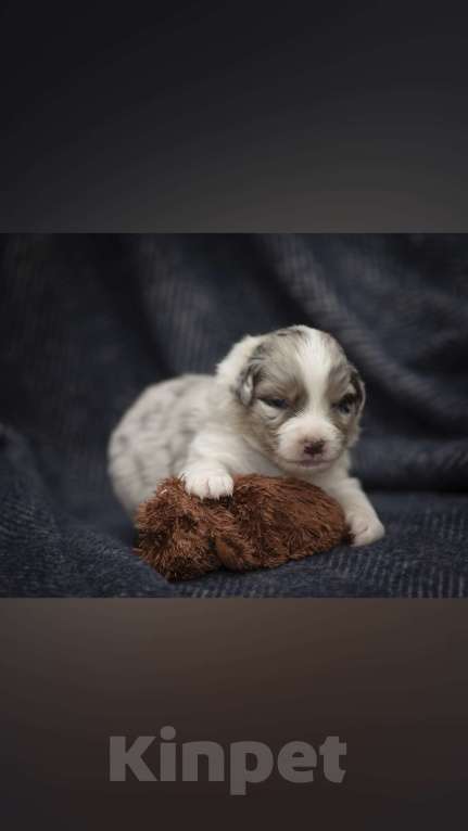 Собаки в Воронеже: Австралийская овчарка щенок мраморный Мальчик, 80 000 руб. - фото 1