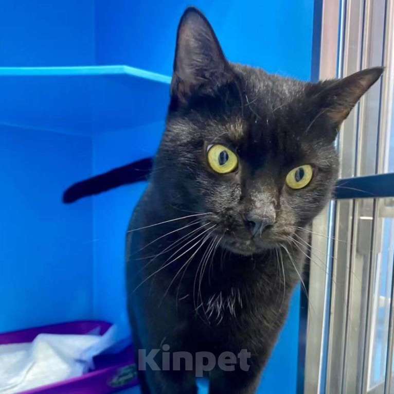 Кошки в Москве: Амура вернули 💔 Мальчик, Бесплатно - фото 2