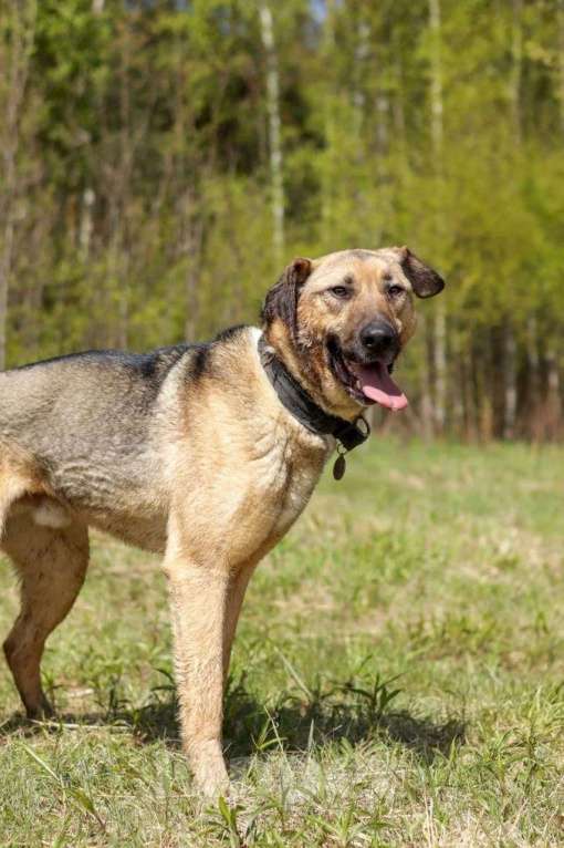 Собаки в Ногинске: Фитнес-тренер Урал приглашает к совместным прогулкам Мальчик, Бесплатно - фото 4