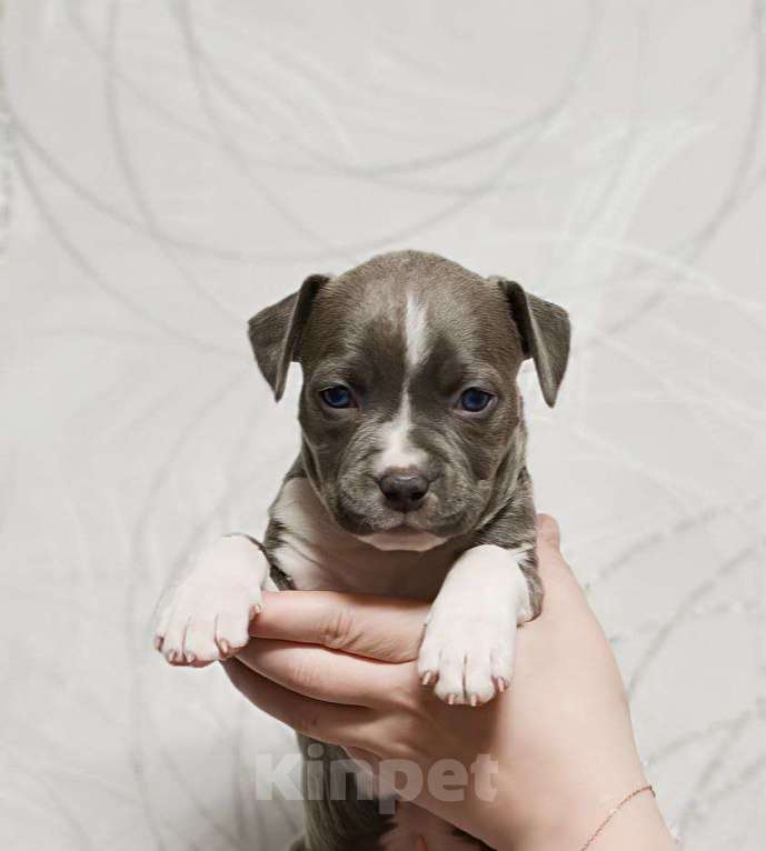 Собаки в Москве: Красивая девочка амстаффа Девочка, 120 000 руб. - фото 1