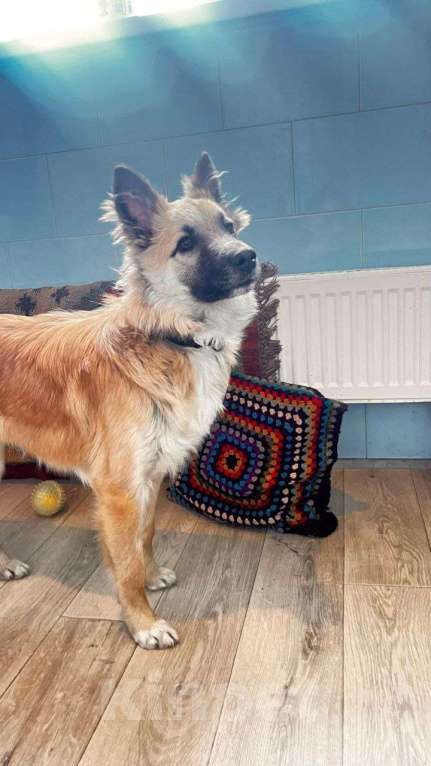 Собаки в Москве: Щенок Микки Мальчик, Бесплатно - фото 8