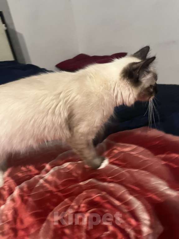 Кошки в Москве: Котенок Рэгдолл Мальчик, 20 000 руб. - фото 3