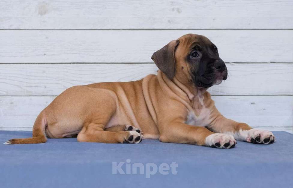 Собаки в Санкт-Петербурге: Ярко рыжая девочка амстаффа Девочка, 1 руб. - фото 3