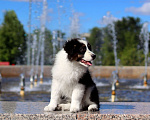 Собаки в Казани: Перспективный щенок австралийской овчарки Мальчик, 110 000 руб. - фото 2