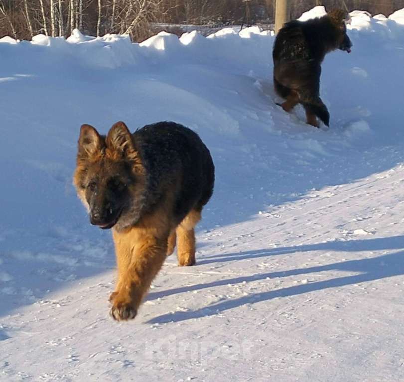 Собаки в других городах Красноярского края: щенки немецкой овчарки длинники Девочка, 45 000 руб. - фото 3