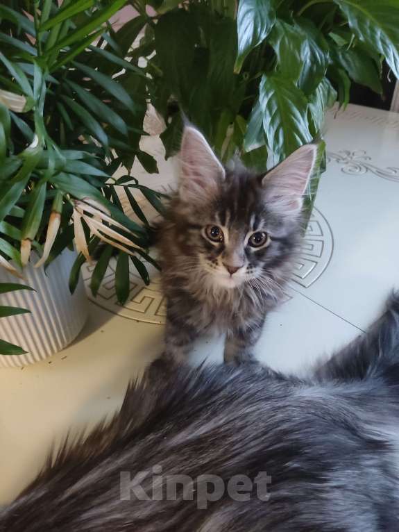 Кошки в других городах Московской области: Котята Мальчик, 35 000 руб. - фото 6