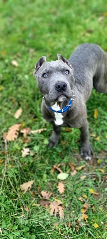 Собаки в других городах Краснодарского края: Щенок американский питбультерьер Мальчик, 70 000 руб. - фото 2