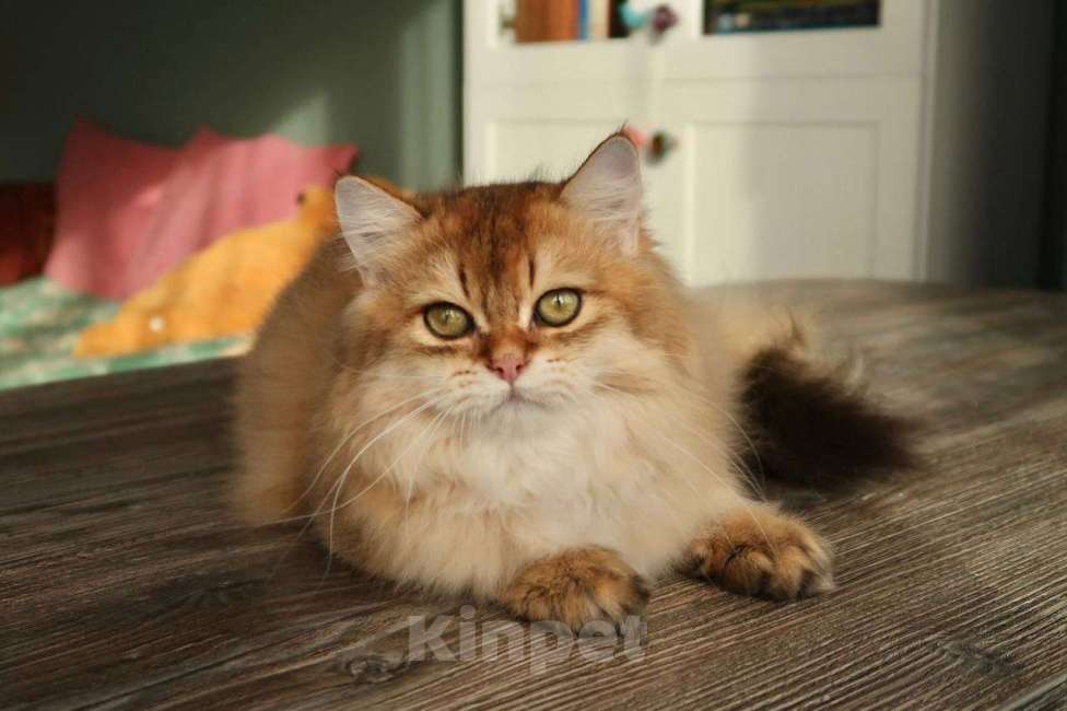 Кошки в Москве: Британский котенок Минхо Мальчик, 50 000 руб. - фото 5