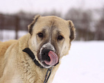 Собаки в Видном: Алабайка Китнисс, 2 года Девочка, Бесплатно - фото 4