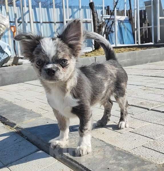 Собаки в Саратове: Красавчик Чихуахуа Мальчик, Бесплатно - фото 3