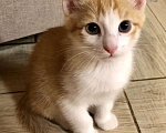 Кошки в Солнечногорске: Самый Аристократичный из 3-х котов - Маркиз Мальчик, 99 руб. - фото 3
