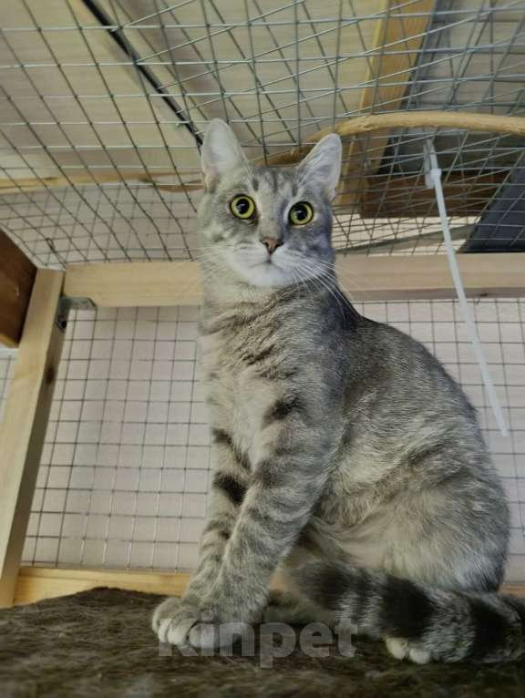 Кошки в Москве: Князь Серебряный — котик Кисыч ищет дом Мальчик, 1 руб. - фото 6