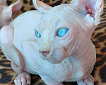 Кошки в Улане-Удэ: блондин с голубыми глазами Мальчик, 50 000 руб. - фото 1