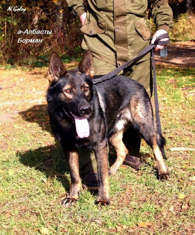 Собаки в Москве: Немецкая овчарка щенок кобель. Крови ГДР. Мальчик, 70 000 руб. - фото 5