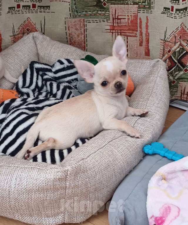 Собаки в Санкт-Петербурге: Малыши чихуахуа Мальчик, 30 000 руб. - фото 4