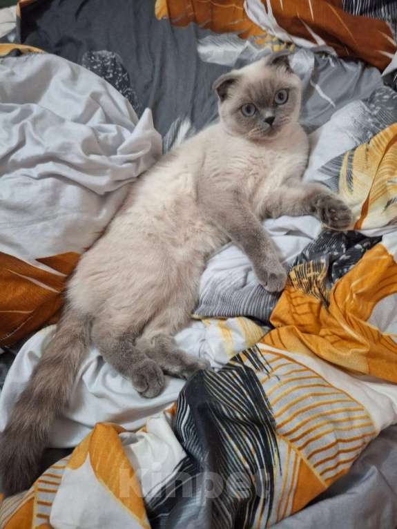 Кошки в Краснодаре: Нужен красивый веслоухий Шотландиц желательно с голубыми глазами  Девочка, 100 руб. - фото 3