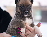Собаки в других городах Московской области: Малышка Аля Девочка, Бесплатно - фото 3