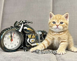 Кошки в Люберцах: Британский котенок Мальчик, 15 000 руб. - фото 4